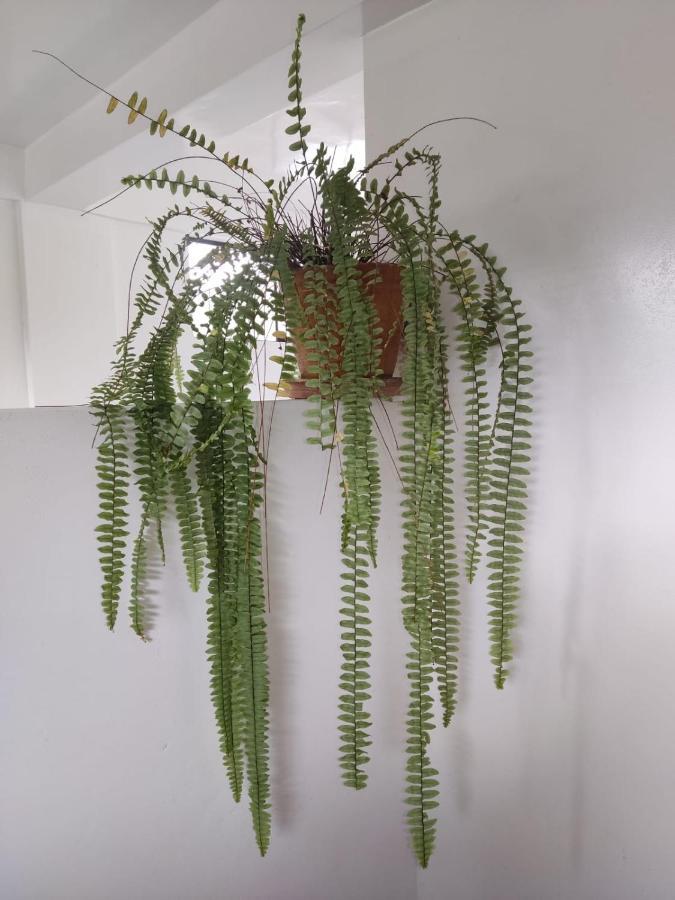 בית הארחה אוקסאפמפה 	Suzet House מראה חיצוני תמונה