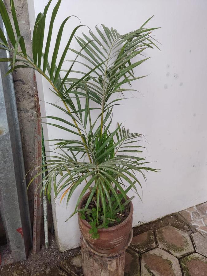 בית הארחה אוקסאפמפה 	Suzet House מראה חיצוני תמונה