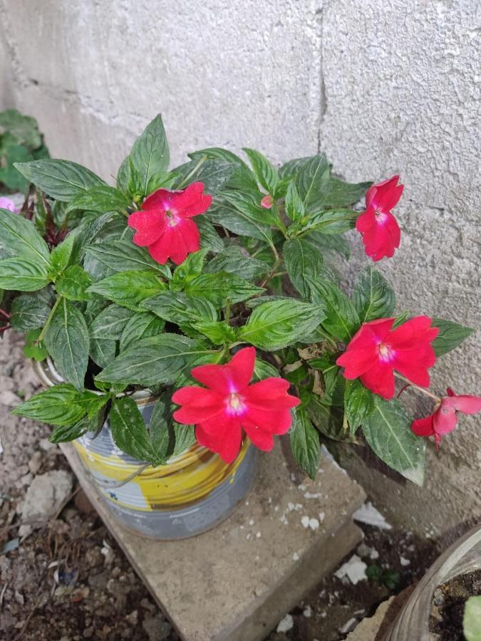 בית הארחה אוקסאפמפה 	Suzet House מראה חיצוני תמונה